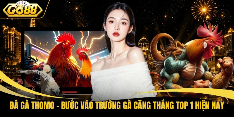 Đá Gà Thomo - Bước Vào Trường Gà Căng Thẳng Top 1 Hiện Nay